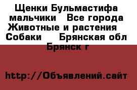 Щенки Бульмастифа мальчики - Все города Животные и растения » Собаки   . Брянская обл.,Брянск г.